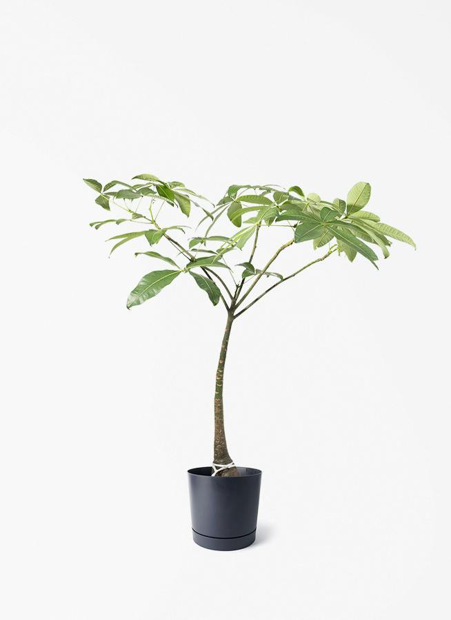 8号サイズの観葉植物 | 通販専門店 HitoHana（ひとはな）