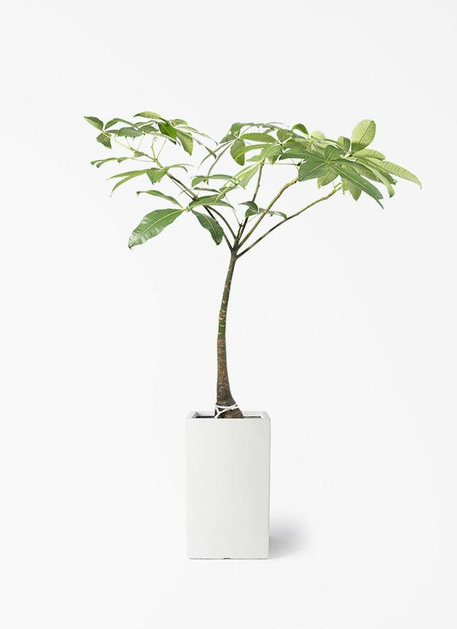 観葉植物 パキラ 8号 パラソル シグマ 角柱プランター ホワイト 付き