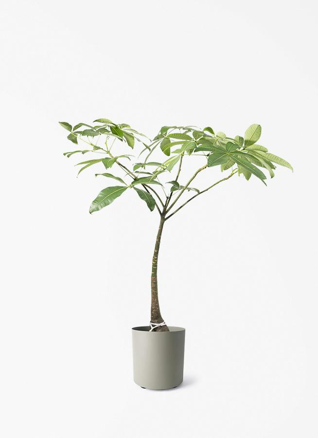 トックリラン 観葉植物 大型 観葉植物 トックリラン ポニーテール 8号 フェルム シリンダー
