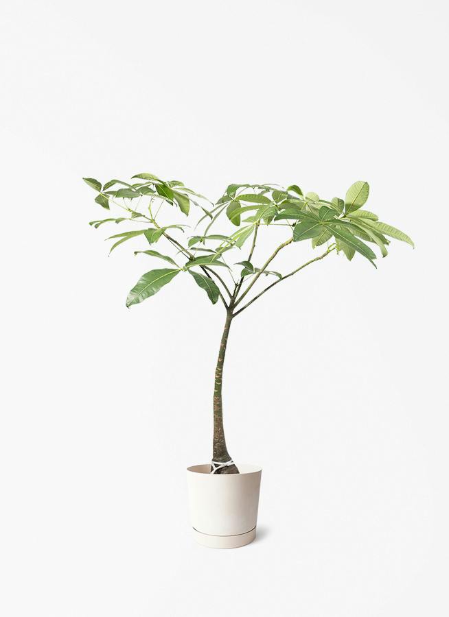 観葉植物 パキラ 8号 パラソル プロスパー トゥーボ クリーム 付き