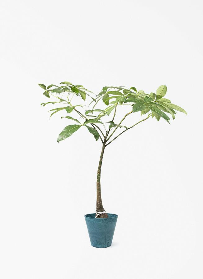 観葉植物 アガベ 8号 アメリカーナ アートストーン ラウンド AZURE