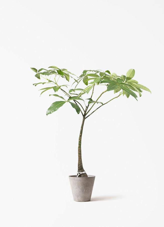 観葉植物 ドラセナ リフレクサ 8号 アートストーン ラウンド グレー
