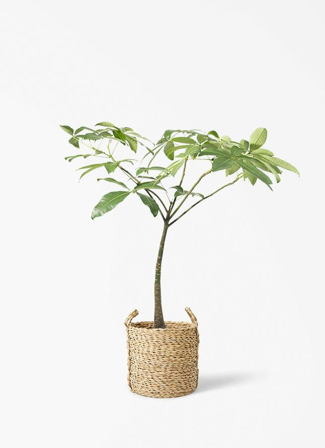 観葉植物 カシワバゴム バンビーノ 8号 曲がり LushBasket(ラッシュ