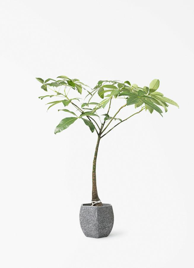 パキラ | 観葉植物の通販ならHitoHana（ひとはな）
