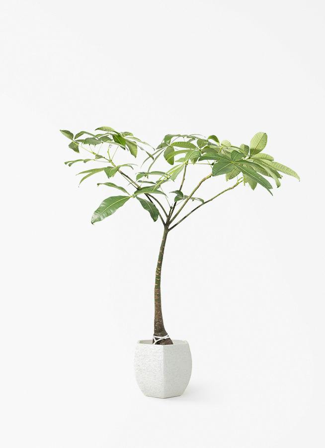 観葉植物 オリーブの木 8号 マンザニロ Eco Stone (エコストーン