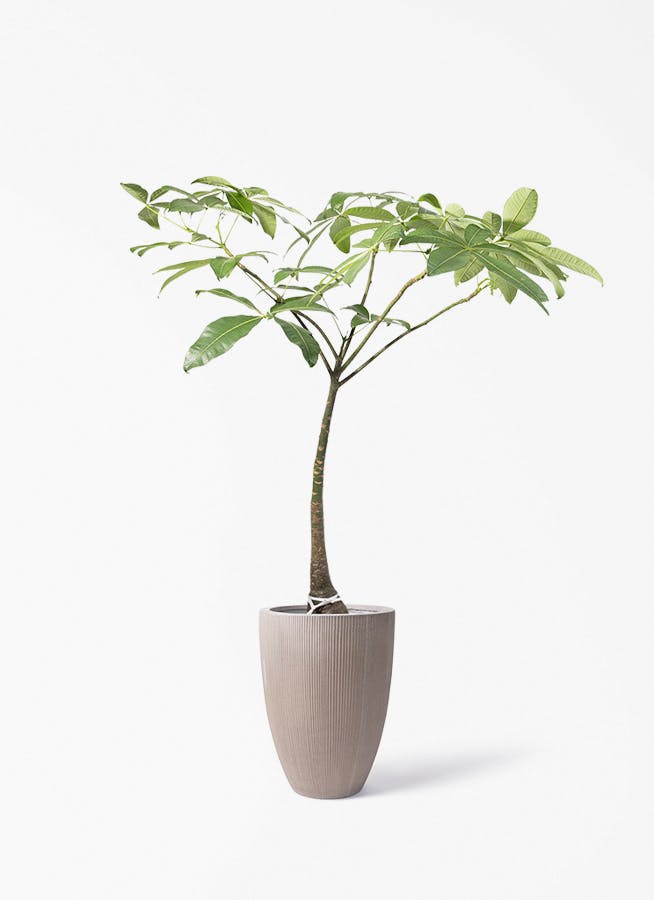 パキラ 8号 | 観葉植物の通販ならHitoHana（ひとはな）
