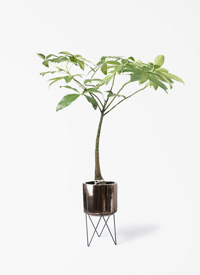 パキラ | 観葉植物の通販ならHitoHana（ひとはな）