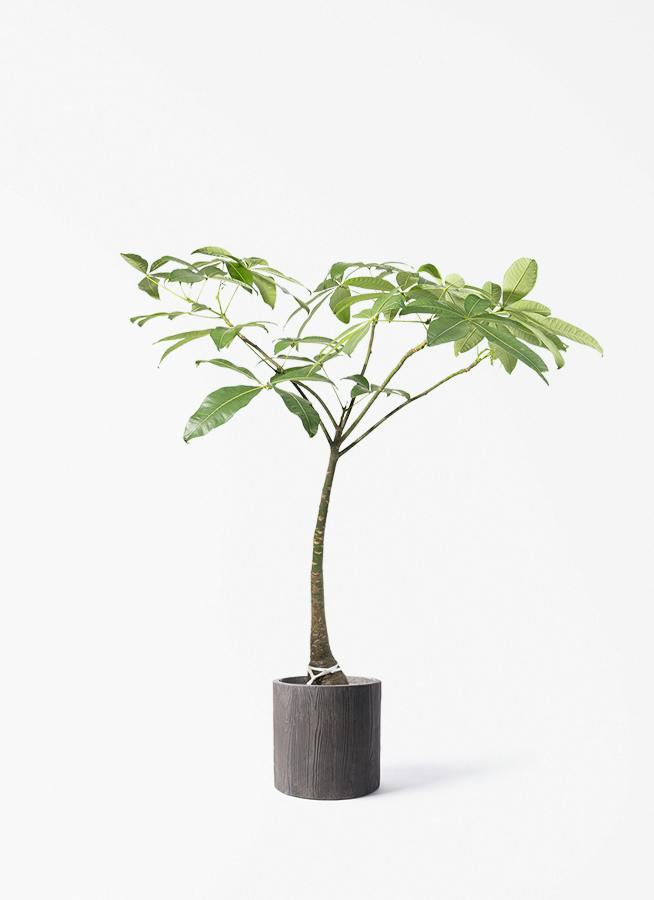 観葉植物 ガジュマル 8号 パンダ 朴仕立て アルファ シリンダー