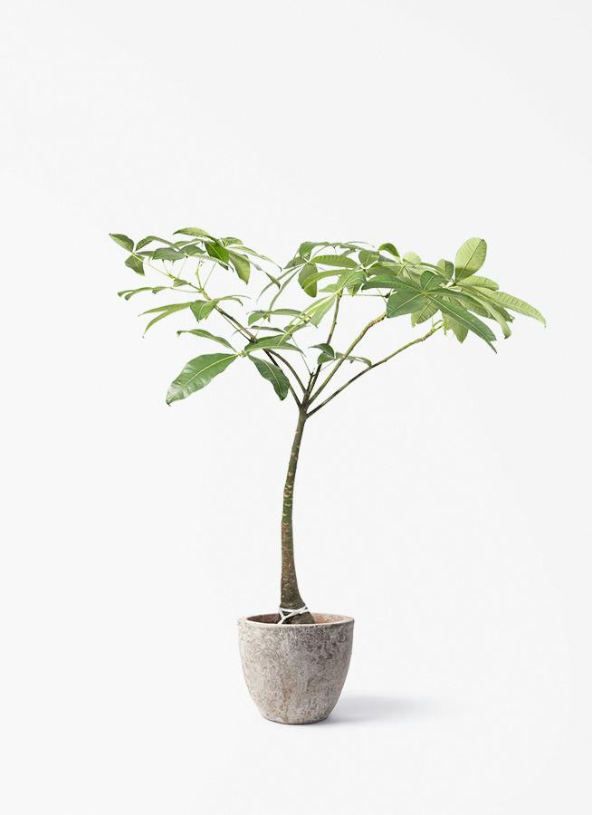 観葉植物 オリーブの木 8号 マンザニロ アビスネブラ ラウンド 付き