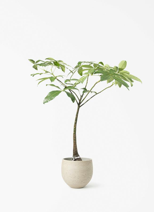 パキラ パラソル | 観葉植物の通販ならHitoHana（ひとはな）