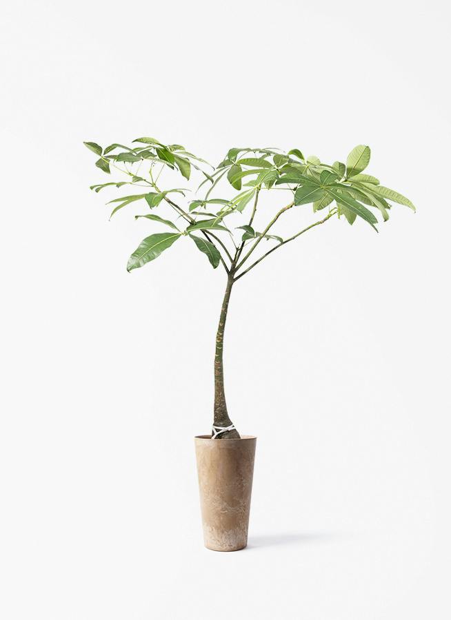 観葉植物 オリーブの木 8号 カヨンヌ アートストーン トールラウンド