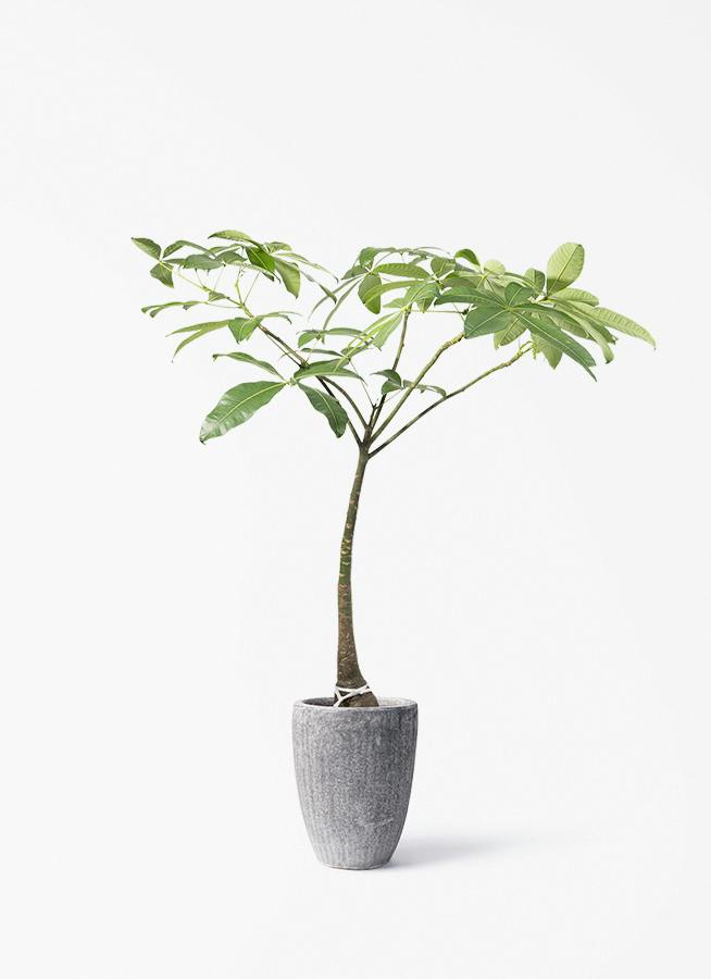 観葉植物 ドラセナ ミリオンバンブー（幸運の竹）8号 グリーン アビス