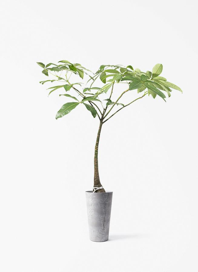 観葉植物 ユッカ 8号 ロストラータ アートストーン トールラウンド
