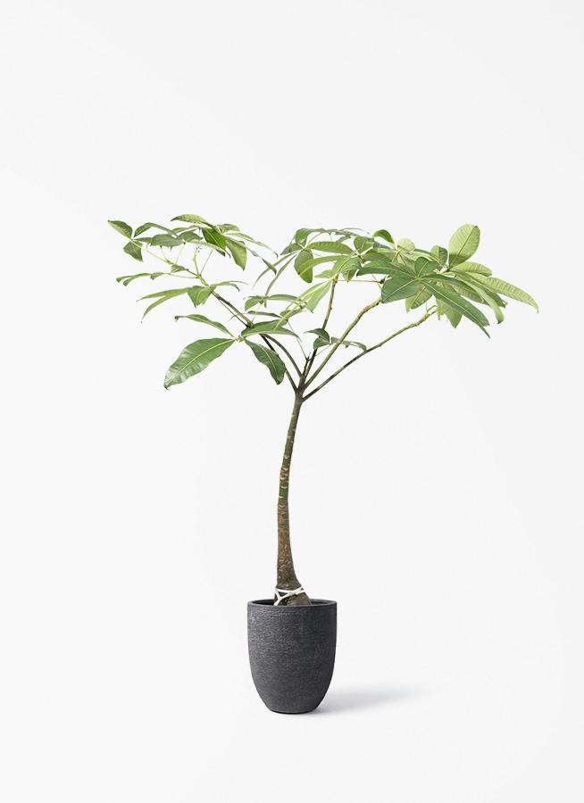 観葉植物 フィロデンドロン 8号 セローム ヒトデカズラ 根あがり