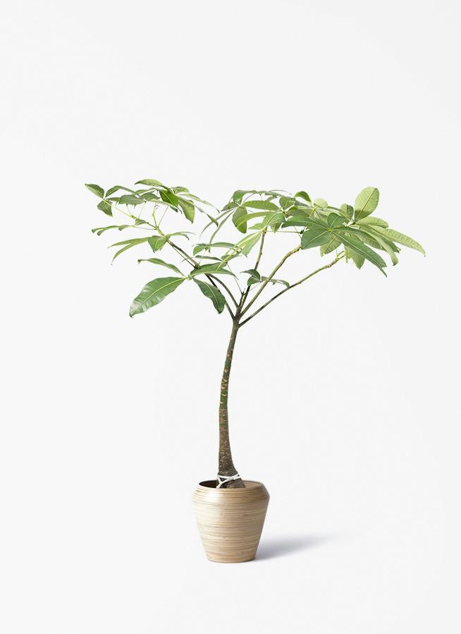 観葉植物 アマゾンオリーブ (ムラサキフトモモ) 8号 アルマ ミドル