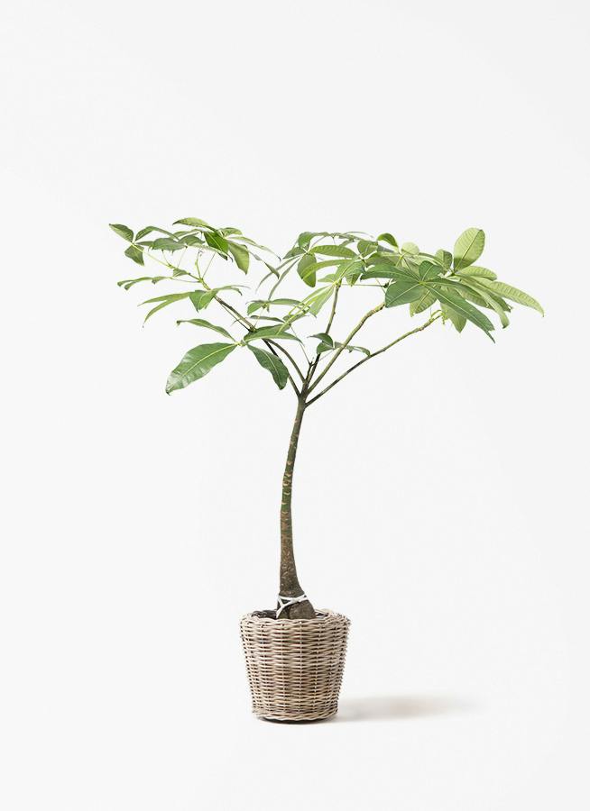 観葉植物 ドラセナ ワーネッキー レモンライム 8号 モンデリック