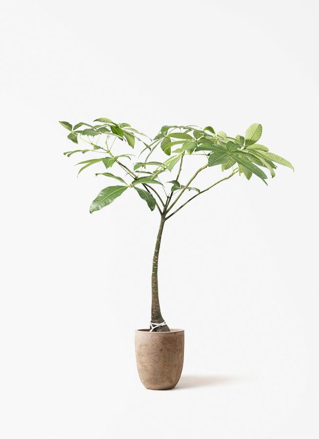パキラ | 観葉植物の通販ならHitoHana（ひとはな）