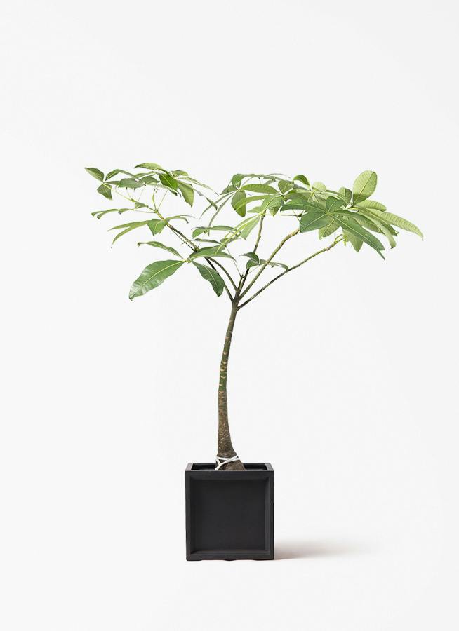 観葉植物 カシワバゴムの木 バンビーノ 8号 曲がり ブリティッシュ