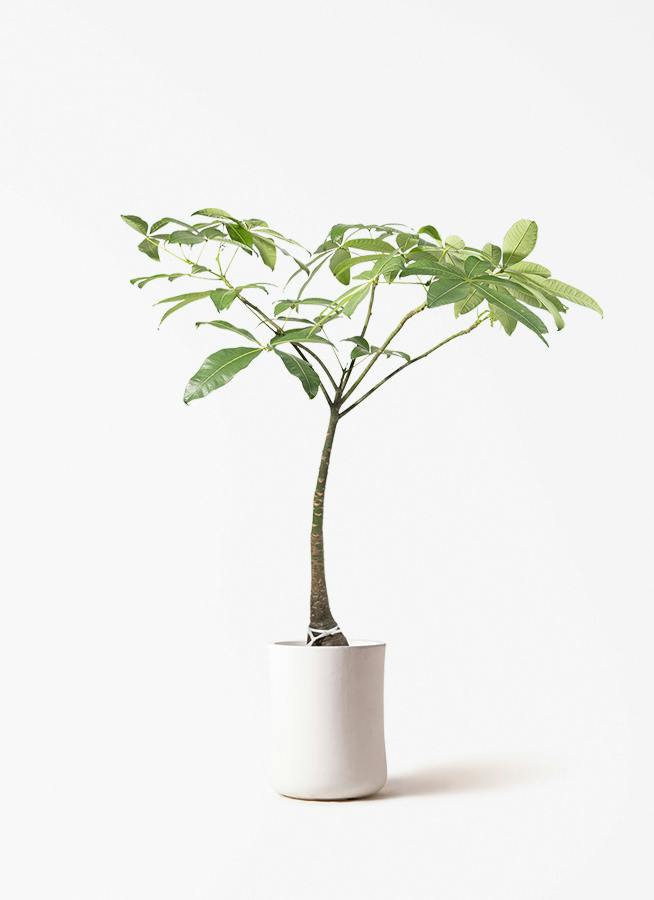 観葉植物 シュロチク（棕櫚竹） 8号 バスク ミドル ホワイト 付き