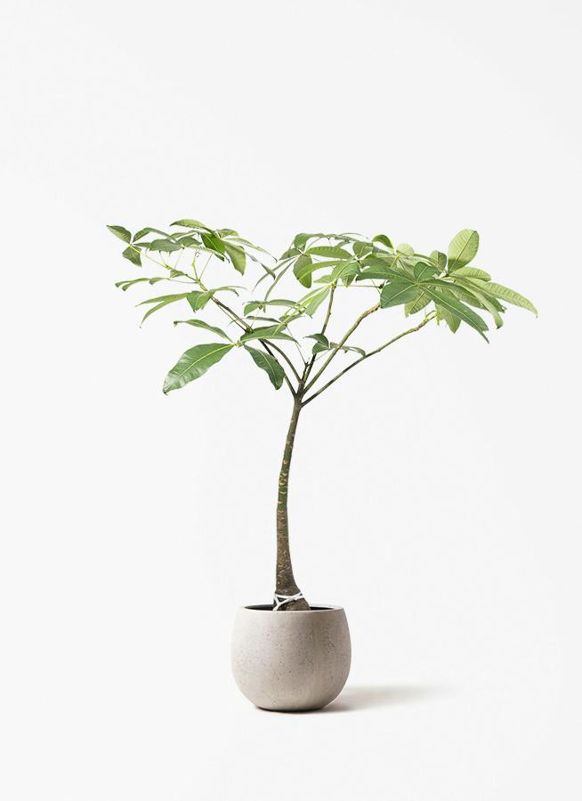 観葉植物 フィロデンドロン 7号 オージー(クッカバラ) テラニアス 観葉植物 フィロデンドロン 7号 オージー(クッカバラ) テラニアス