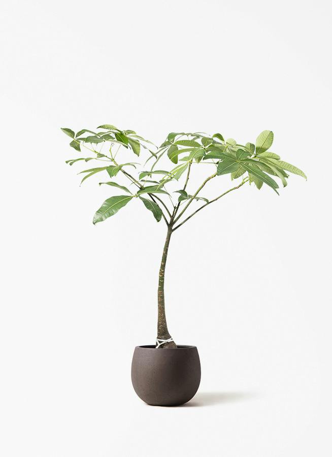 パキラ 8号 | 観葉植物の通販ならHitoHana（ひとはな）