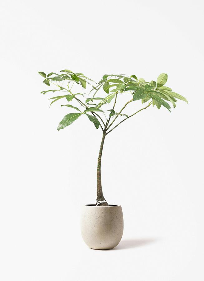 観葉植物 グリーンアラレア 8号 曲り テラニアス バルーン
