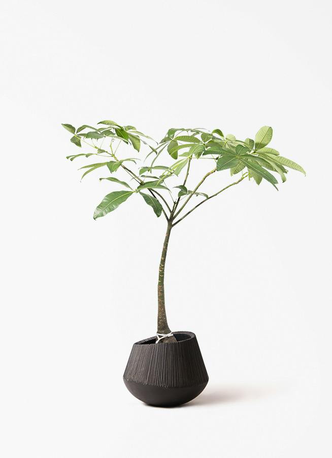 MA☺︎✌︎様 沖縄産 パキラ パラソル仕立て 現品 陶器鉢 受皿付 パキラ パラソル | 観葉植物の通販ならHitoHana（ひとはな）