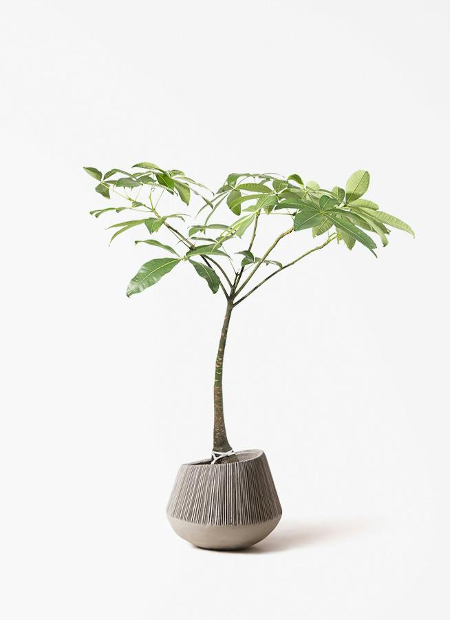 パキラ | 観葉植物の通販ならHitoHana（ひとはな）