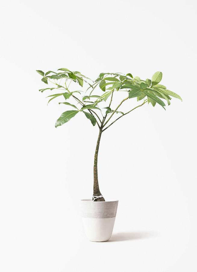 観葉植物 ドラセナ リフレクサ 8号 ジュピター 白 付き | 観葉植物なら