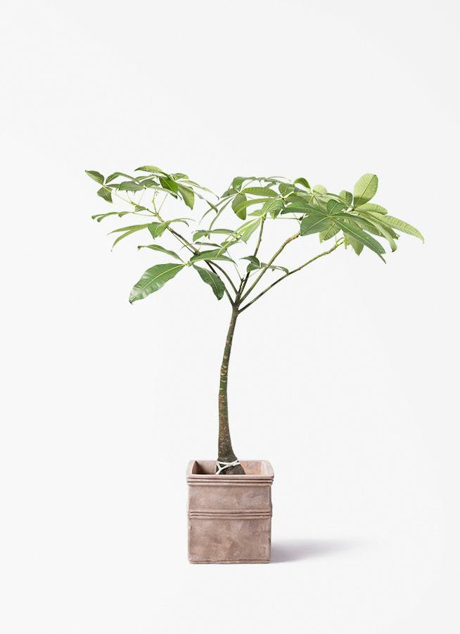 観葉植物 シュロチク（棕櫚竹） 8号 テラアストラ カペラキュビ 赤茶色