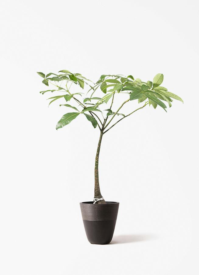 観葉植物 オリーブの木 8号 ミッション ジュピター 黒 付き / 小倉園