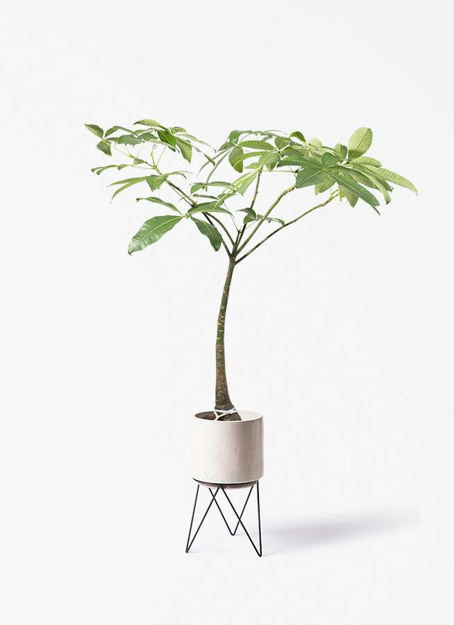 パキラ パラソル | 観葉植物の通販ならHitoHana（ひとはな）