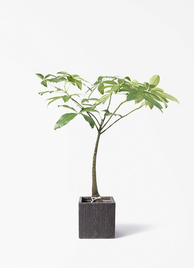 観葉植物 ユッカ 8号 ロストラータ ベータ キューブプランター ウッド