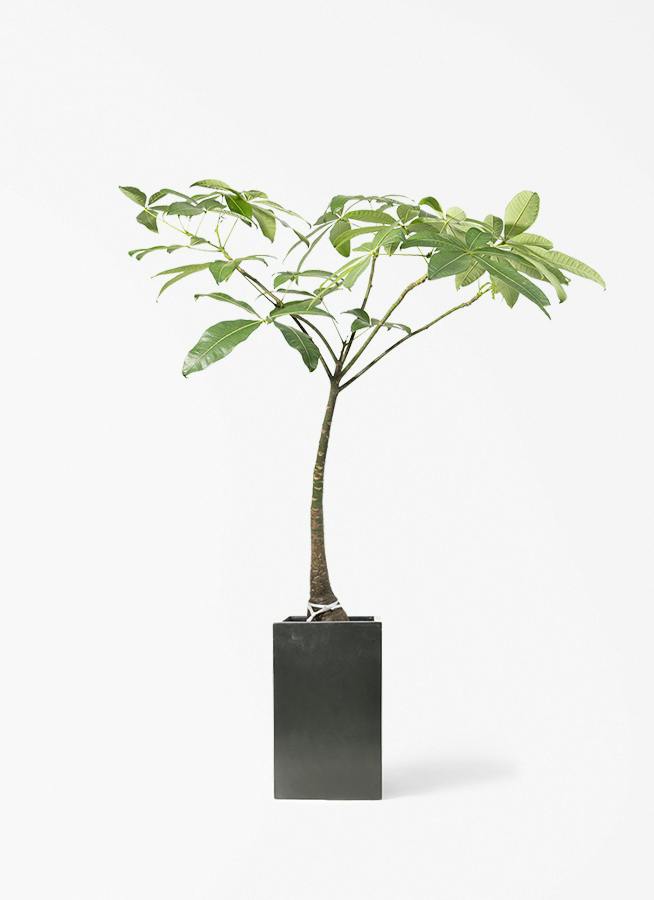 観葉植物 ドラセナ リフレクサ 8号 セドナロング 墨 付き | 観葉植物