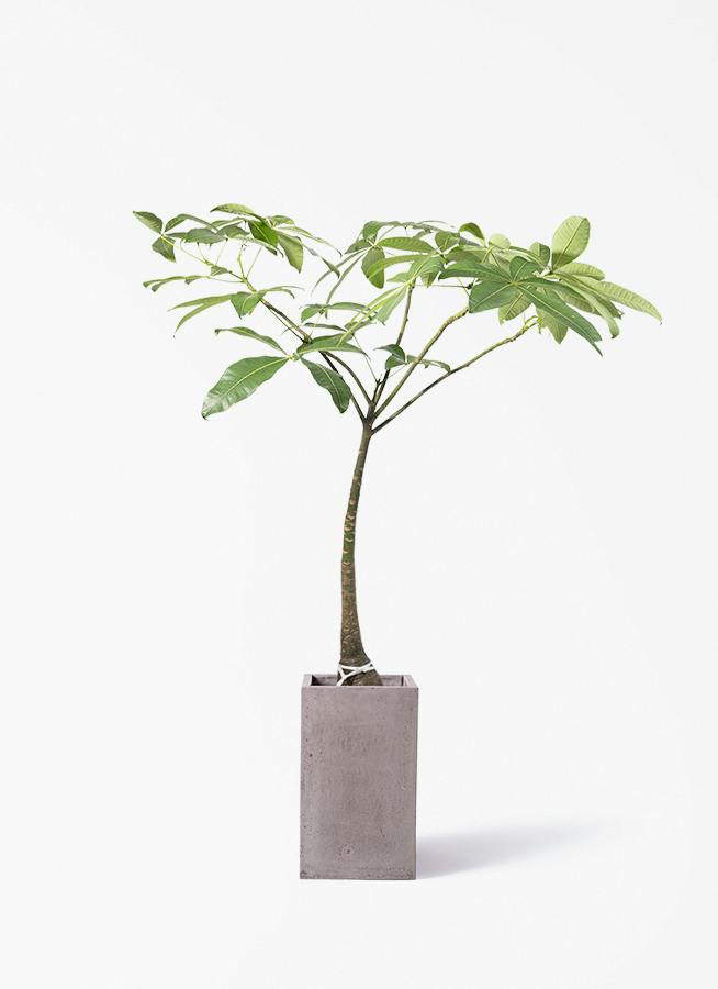 観葉植物 モンステラ 8号 根あがり セドナロング グレイ 付き | 観葉