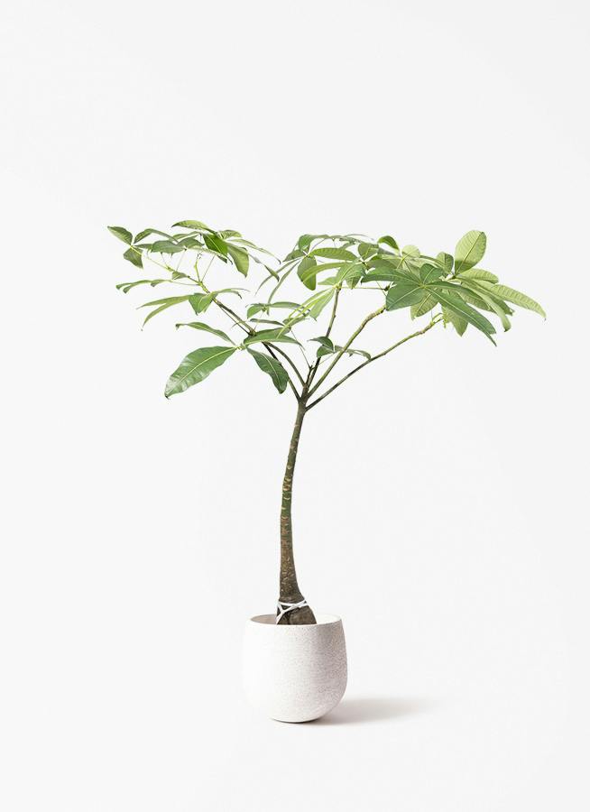 観葉植物 ユーカリ 8号 グニー エコストーンwhite 付き | 観葉植物なら
