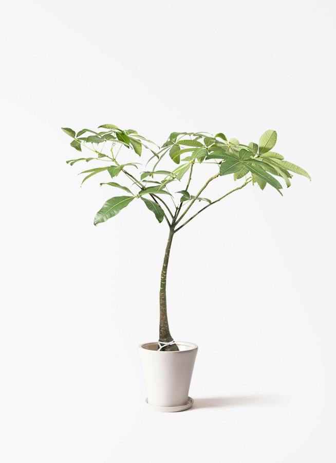 観葉植物 アオノリュウゼツラン 8号 アメリカーナ サブリナ 白 付き