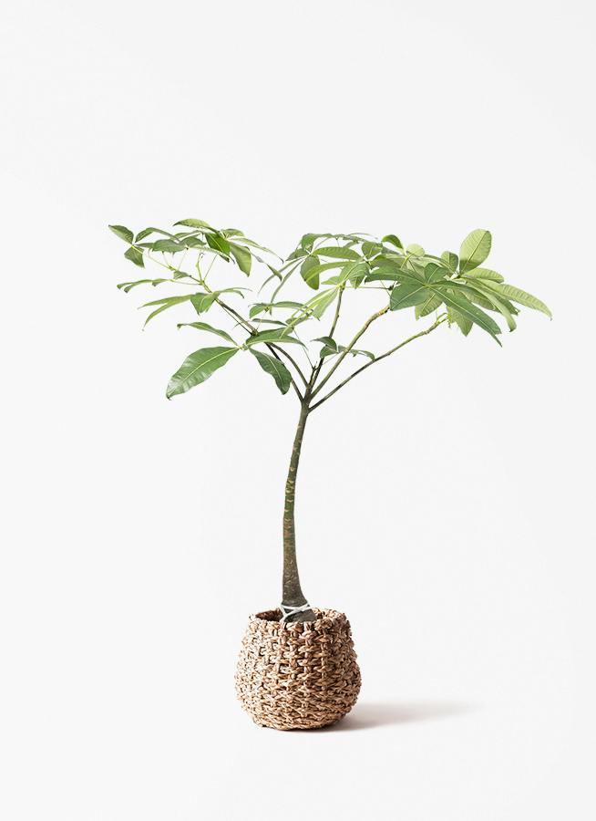 【新品】三越取扱 自然 SHIZEN パナマクッション 馬蘭草 5枚組 観葉植物 ドラセナ ソング オブ ジャマイカ 8号 ラッシュバスケット