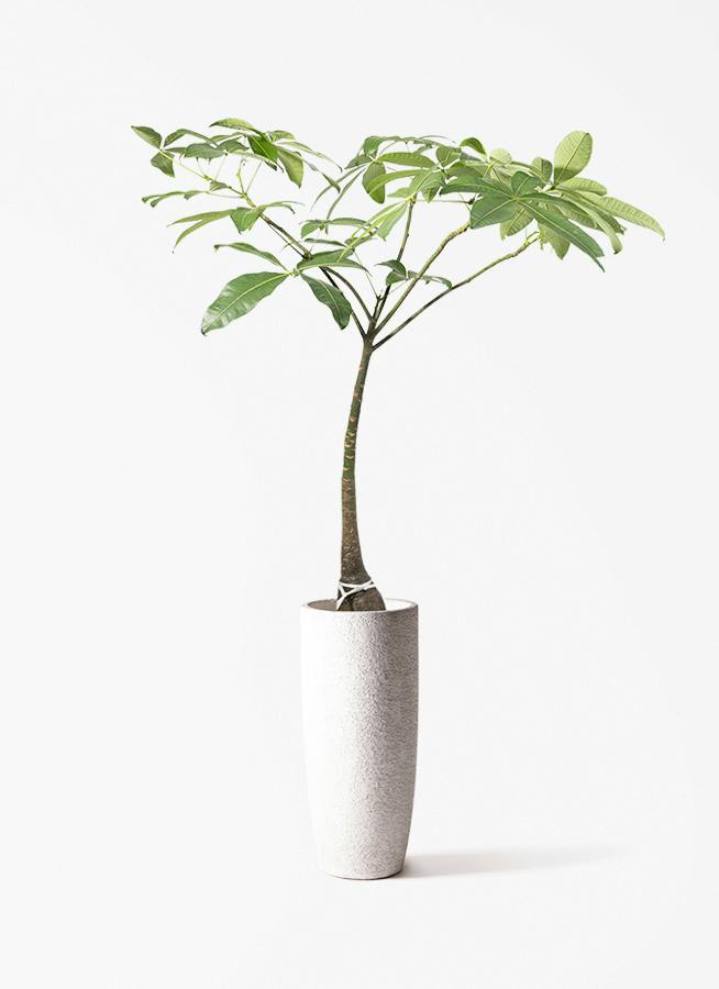 パキラ | 観葉植物の通販ならHitoHana（ひとはな）