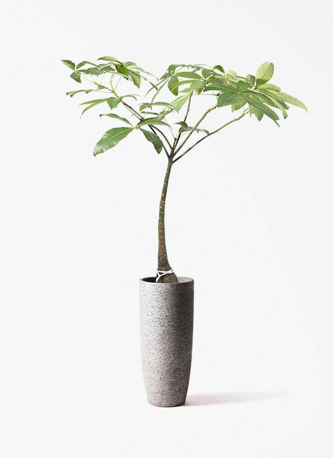 パキラ 8号 | 観葉植物の通販ならHitoHana（ひとはな）