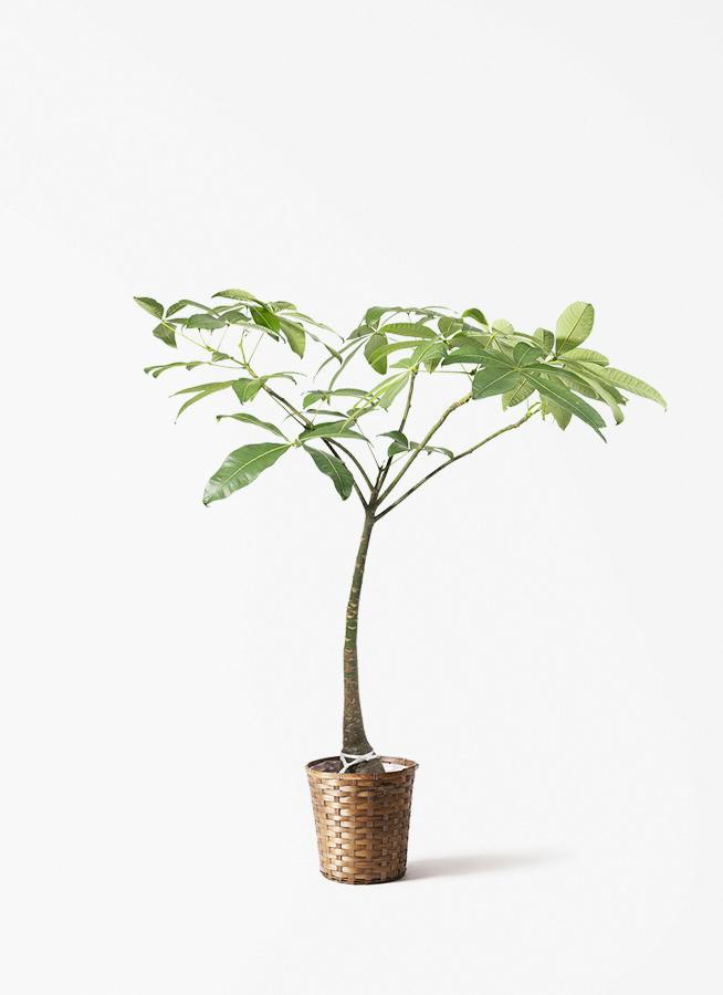 観葉植物 パキラ 8号 パラソル 竹バスケット 付き 【セラミックソイル