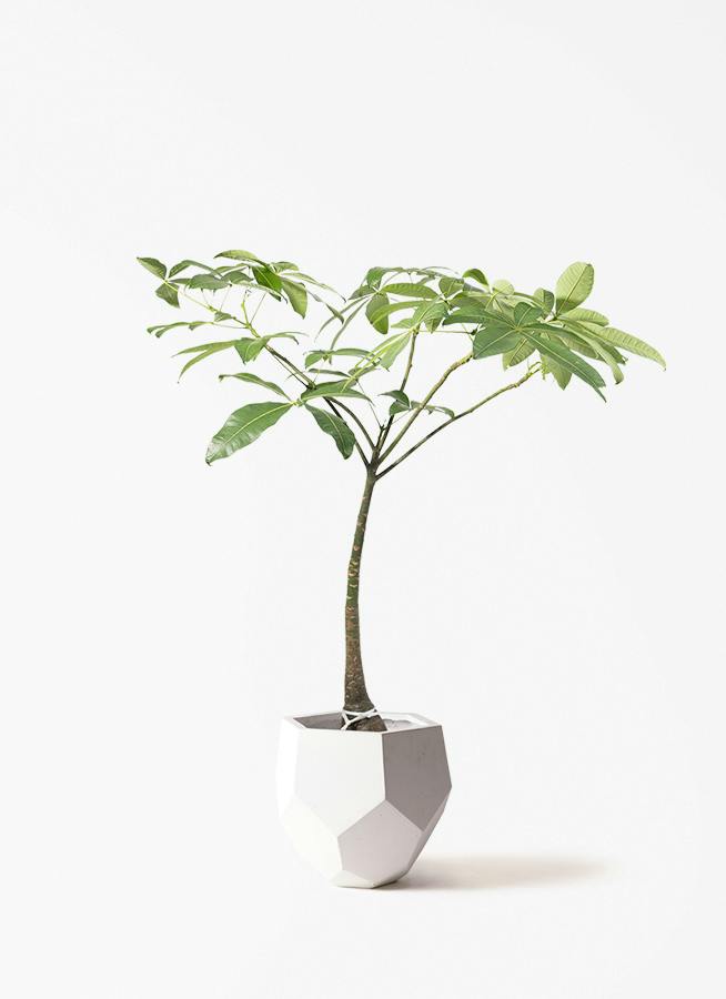 観葉植物 ドラセナ リフレクサ 8号 ポリゴヘクサ 白 付き | 観葉植物