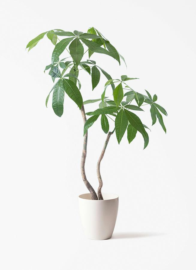 パキラ 7号 | 観葉植物の通販ならHitoHana（ひとはな）