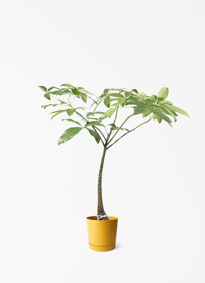 観葉植物 ドラセナ コンシンネ スカーレットアイビス 8号 寄せ