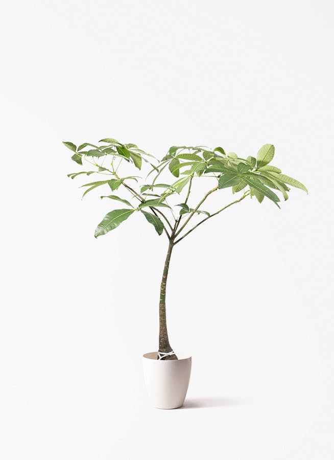 パキラ | 観葉植物の通販ならHitoHana（ひとはな）
