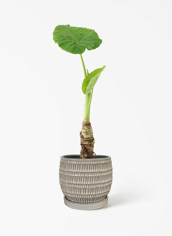 アロカシア 4号 | 観葉植物の通販ならHitoHana（ひとはな）