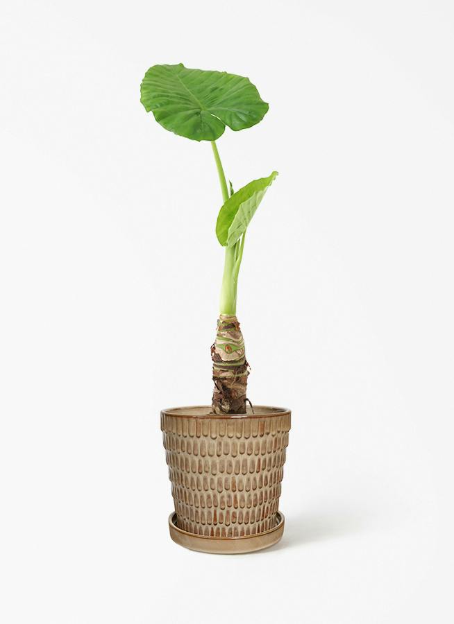 アロカシア 4号 | 観葉植物の通販ならHitoHana（ひとはな）