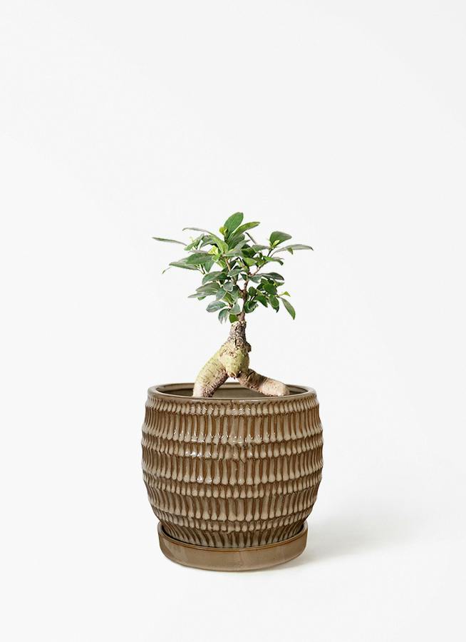 観葉植物 シェフレラ（カポック） 4号 斑入り クラッツ シノ クリーム