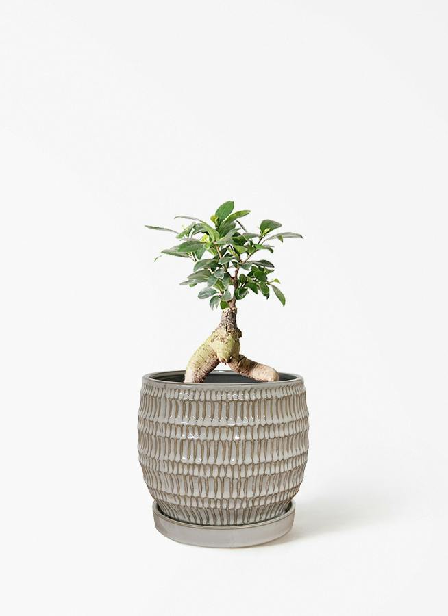 ガジュマル 4号 | 観葉植物の通販ならHitoHana（ひとはな）