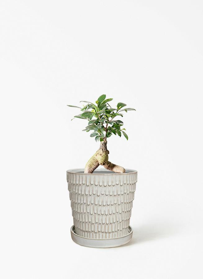ガジュマル 4号 | 観葉植物の通販ならHitoHana（ひとはな）